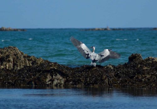 Grey,Herons,In,Flight,Northern,Ireland